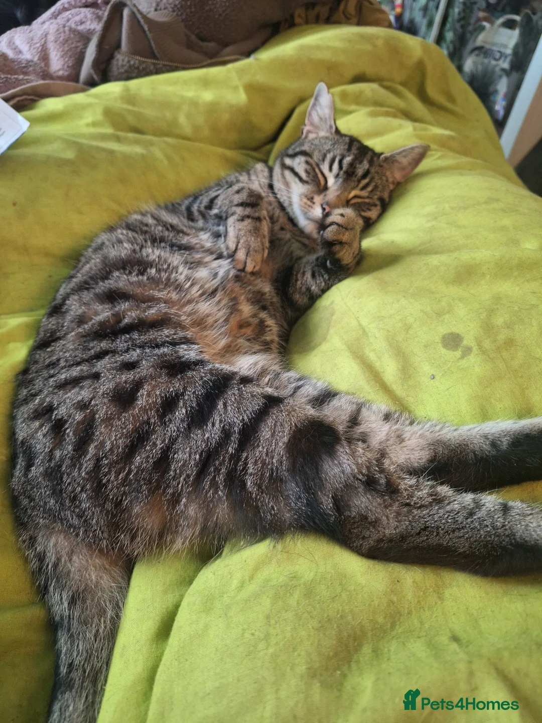 Domestic Shorthair cats for sale: Playful spotted tabby neutered, chipped vaccinated - Advert 2