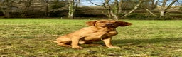 Labrador Retriever dogs for stud: STUNNING KC DARK FOX RED WORKING LABRADOR STUD DOG - Advert 2