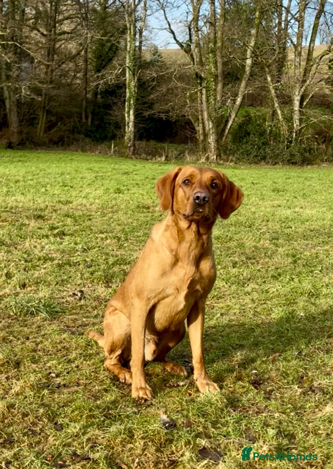 Labrador Retriever dogs for stud: STUNNING KC DARK FOX RED WORKING LABRADOR STUD DOG - Advert 4