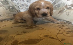 Cocker Spaniel dogs for sale: 4 stunning cocker spaniel puppies  - Image 14