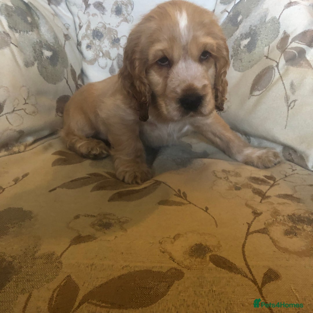 Cocker Spaniel dogs for sale: 4 stunning cocker spaniel puppies  - Image 14