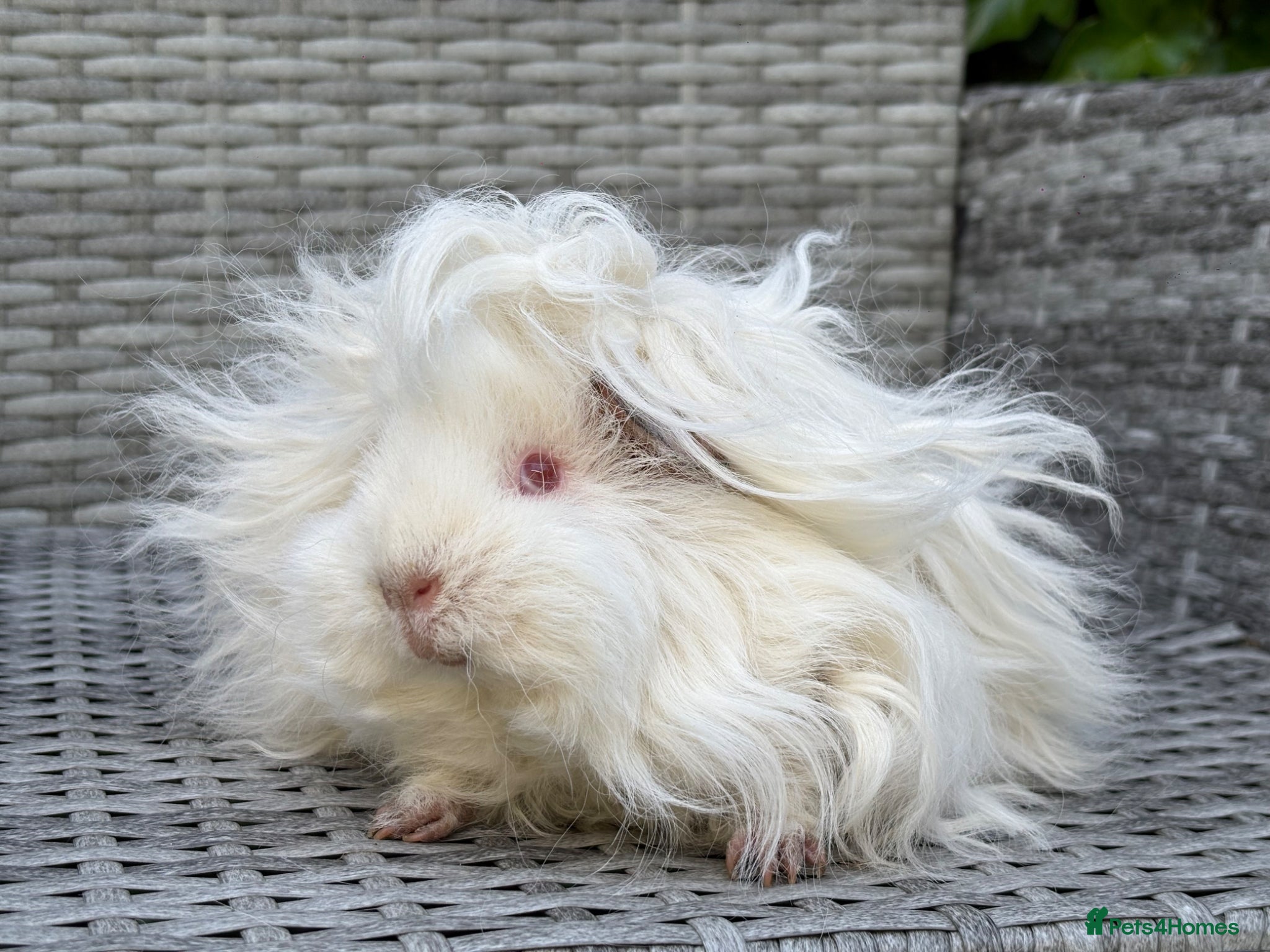 Guinea Pig rodents for sale: Purebred Lunkarya - Advert 9