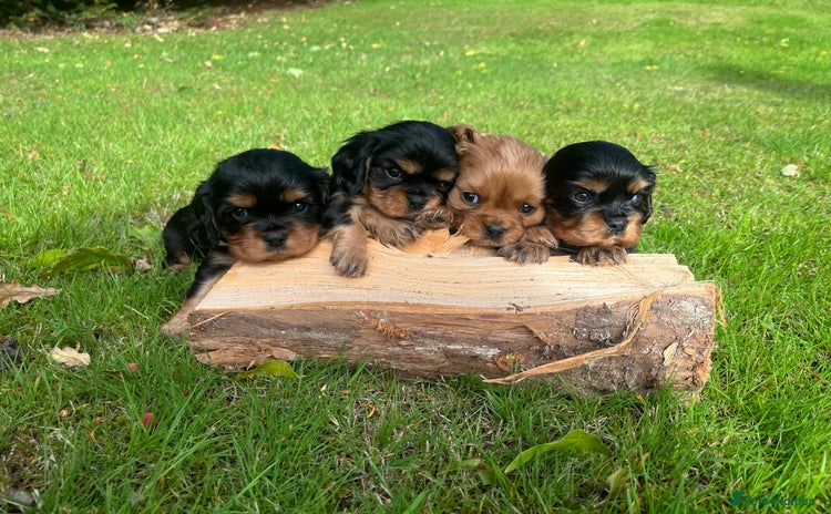 Cavalier King Charles Spaniel dogs - Advert 9