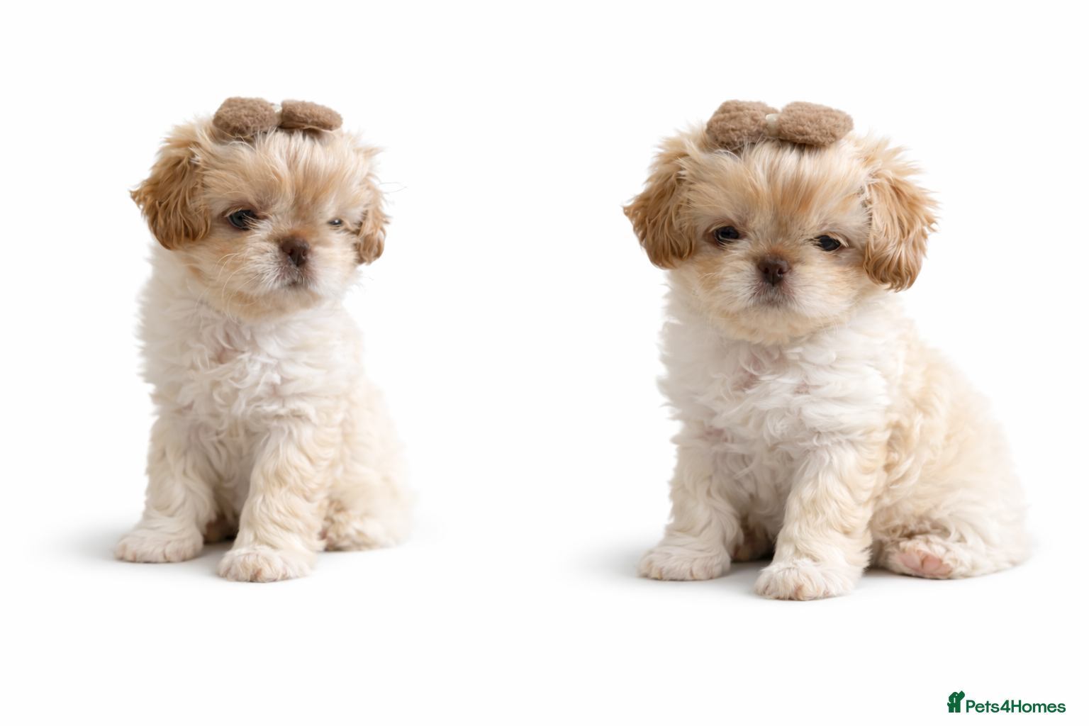 Shih Tzu dogs Imperial Shih Tzu Karashishi lines. LAST GIRL ❤️ - Advert 6