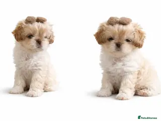 Shih Tzu dogs Imperial Shih Tzu Karashishi lines. LAST GIRL ❤️ - Advert 6