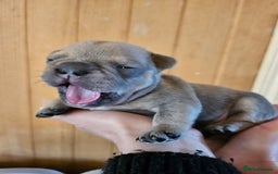 French Bulldog dogs for sale: ⚡️Exquisite 🌈 Pedigree French Bulldog Puppies ⚡️ - Image 1