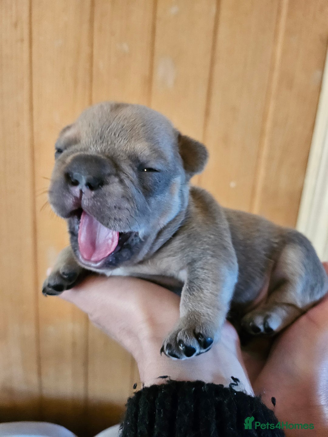 French Bulldog dogs for sale: ⚡️Exquisite 🌈 Pedigree French Bulldog Puppies ⚡️ - Image 1