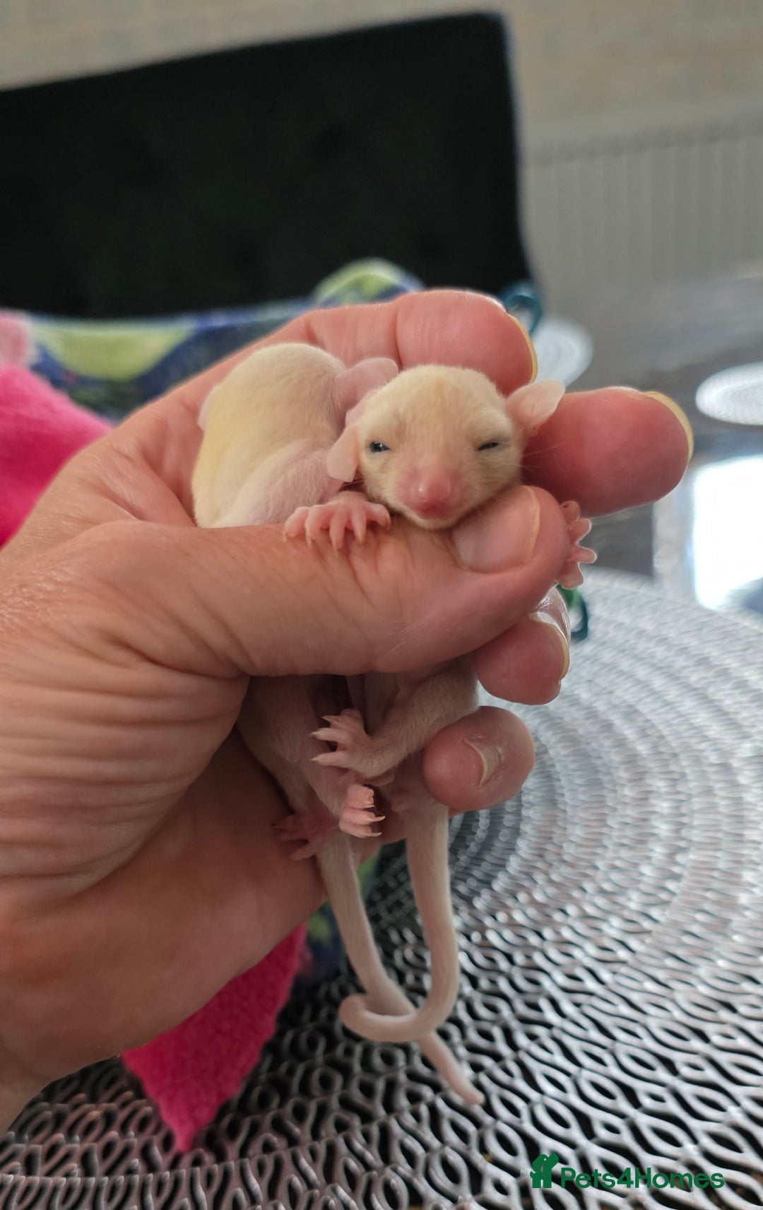 Sugar Glider rodents for sale: Beautiful twin Leucistic Sugar gliders - Image 2
