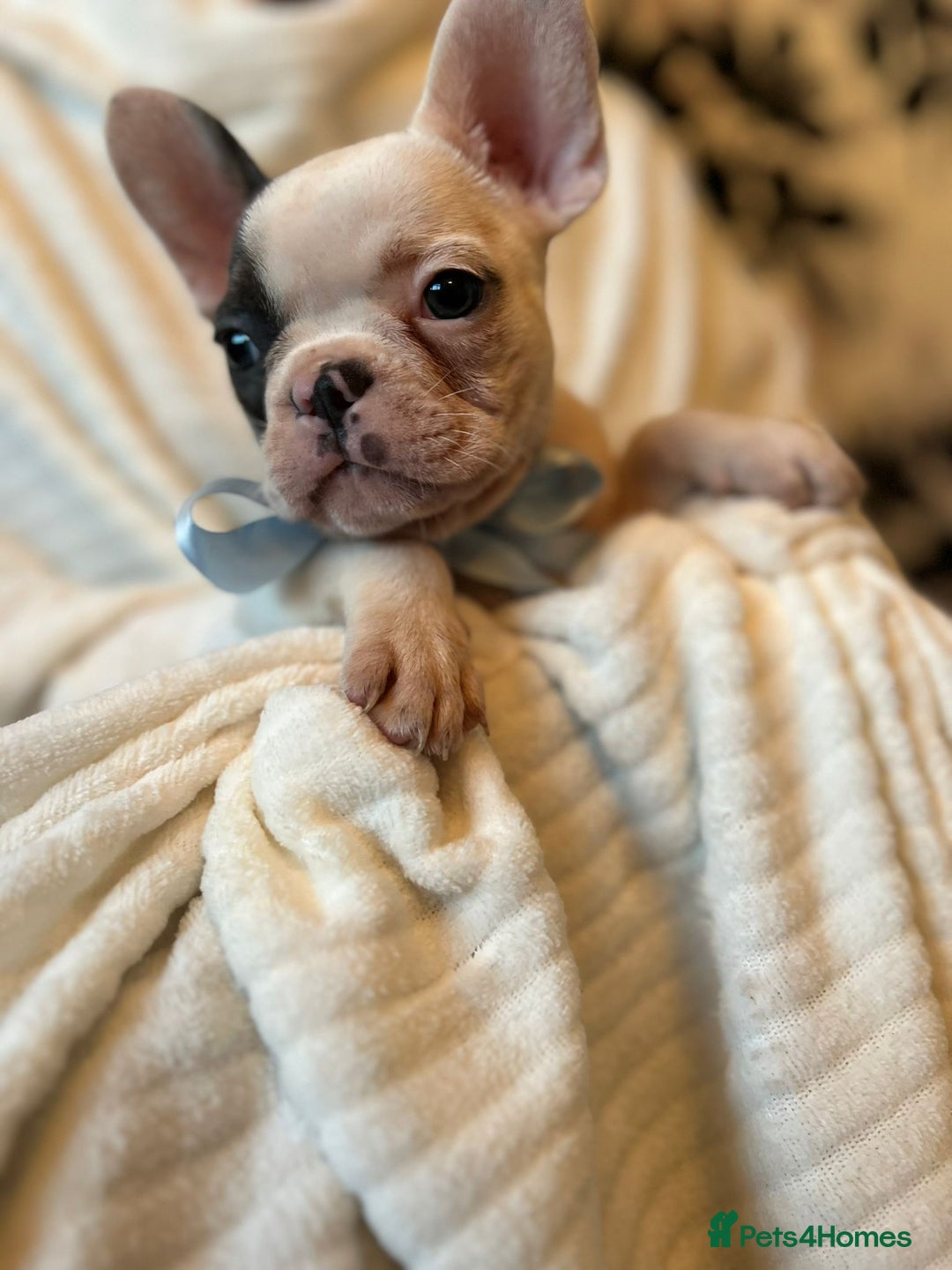 French Bulldog dogs for sale: Gorgeous french bulldog boys  - Image 7