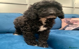 Bernedoodle dogs for sale: F1 Bernedoodle 2 Standard girls  - Image 7