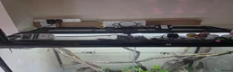 Gecko reptiles for sale: 4x4x2 terrarium and baby cresties read description - Advert 1