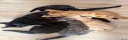 Mixed Breed cats for sale: Kittens  in Northampton - Advert 1