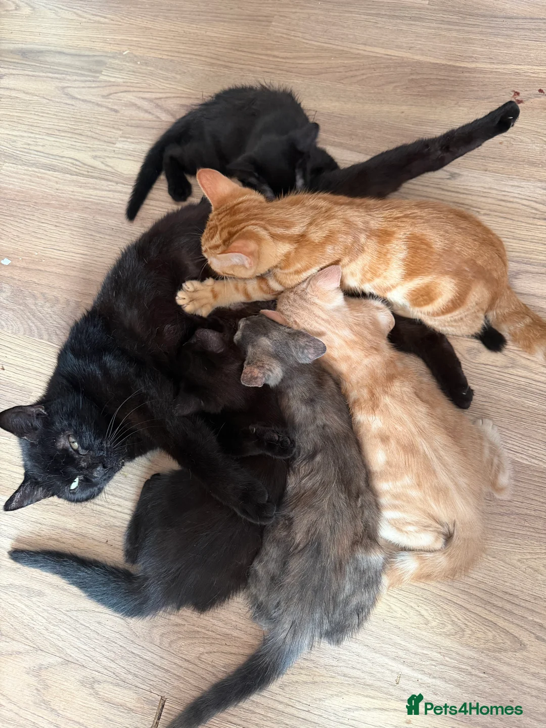 Mixed Breed cats for sale: Kittens  in Northampton - Advert 1