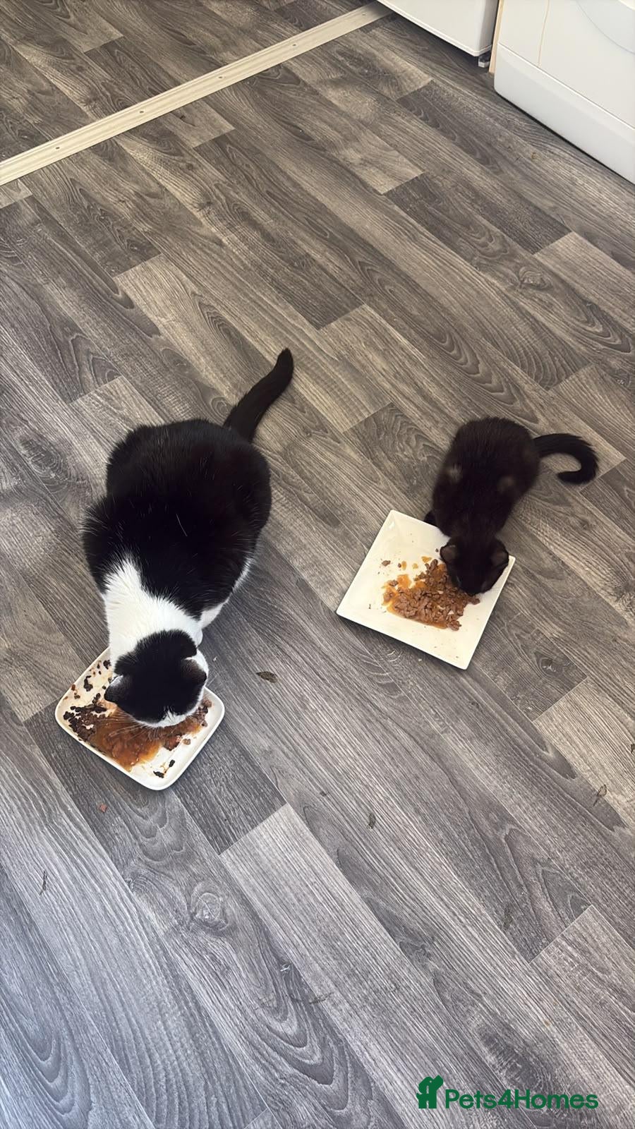Mixed Breed cats Kittens for sale - Advert 1