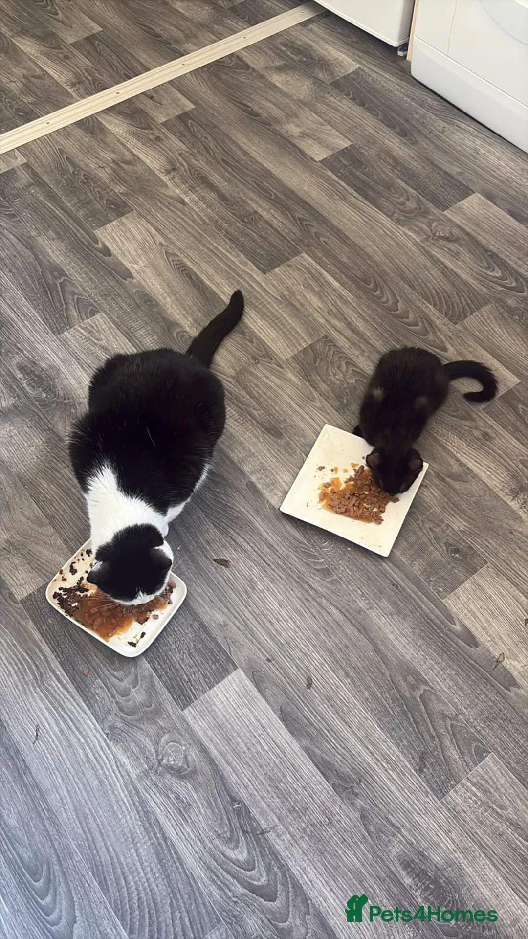 Mixed Breed cats for sale: Kittens for sale in Cradley Heath - Advert 1