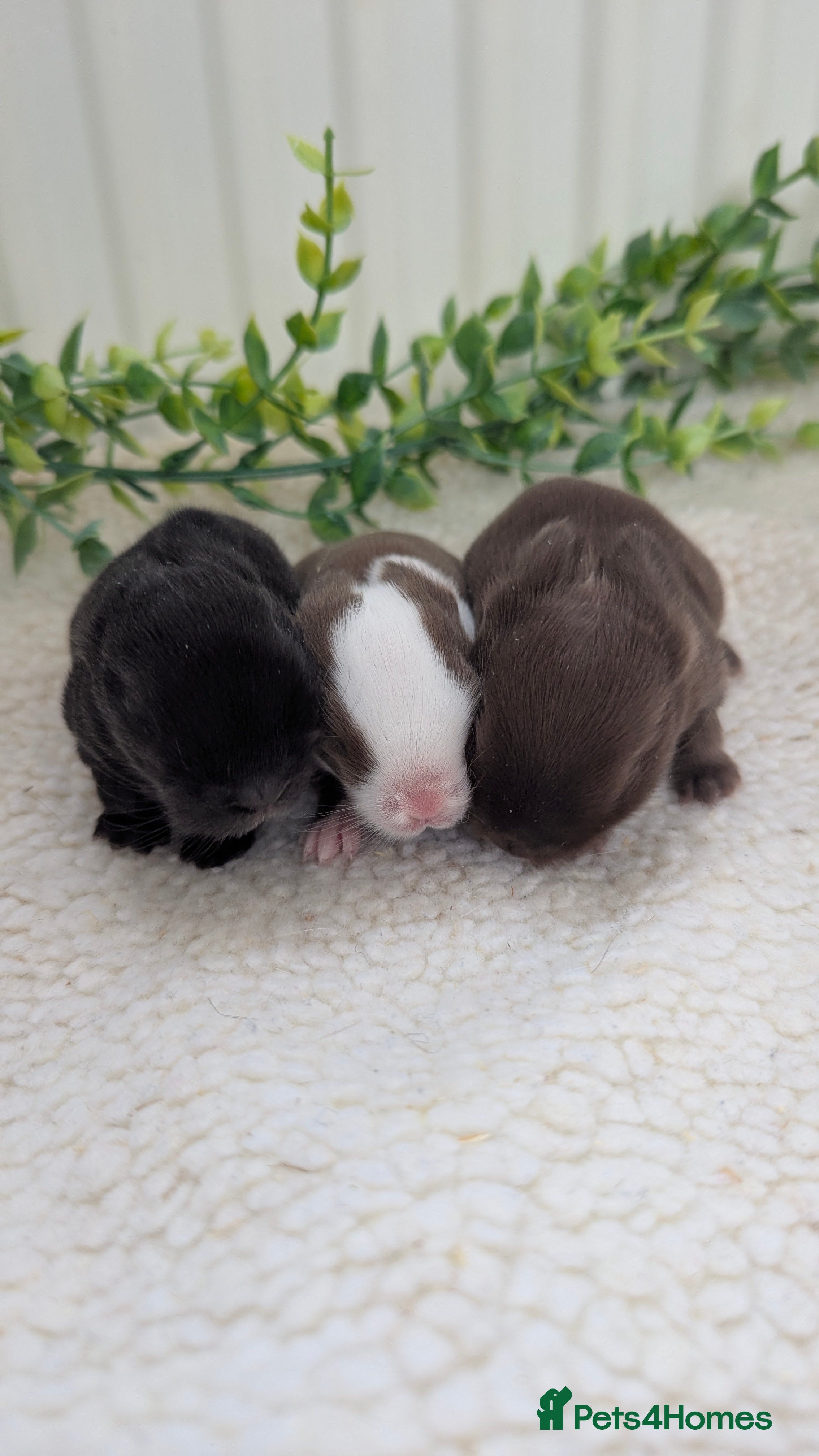 Mini Lop rabbits Mini lops in the nest  - Advert 10