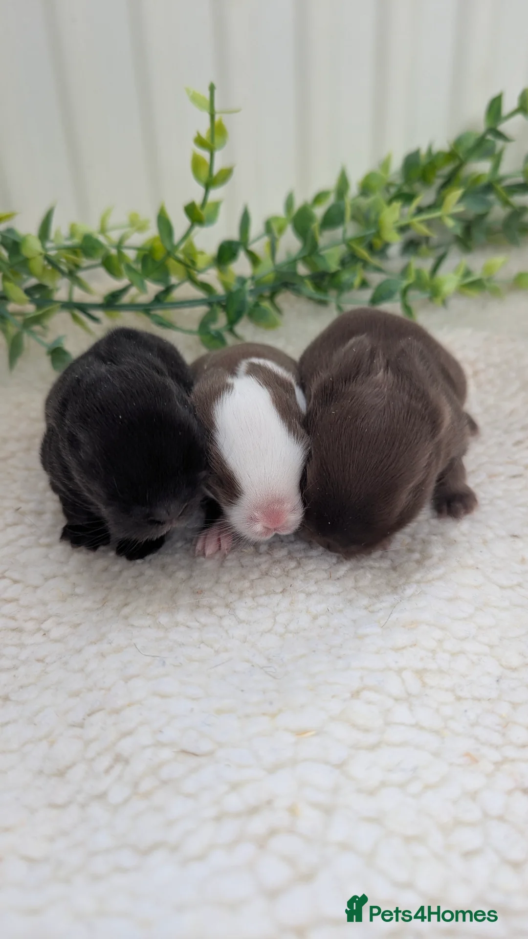 Mini Lop rabbits for sale: Mini lops in the nest  - Advert 1
