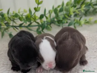 Mini Lop rabbits Mini lops in the nest - Advert 7