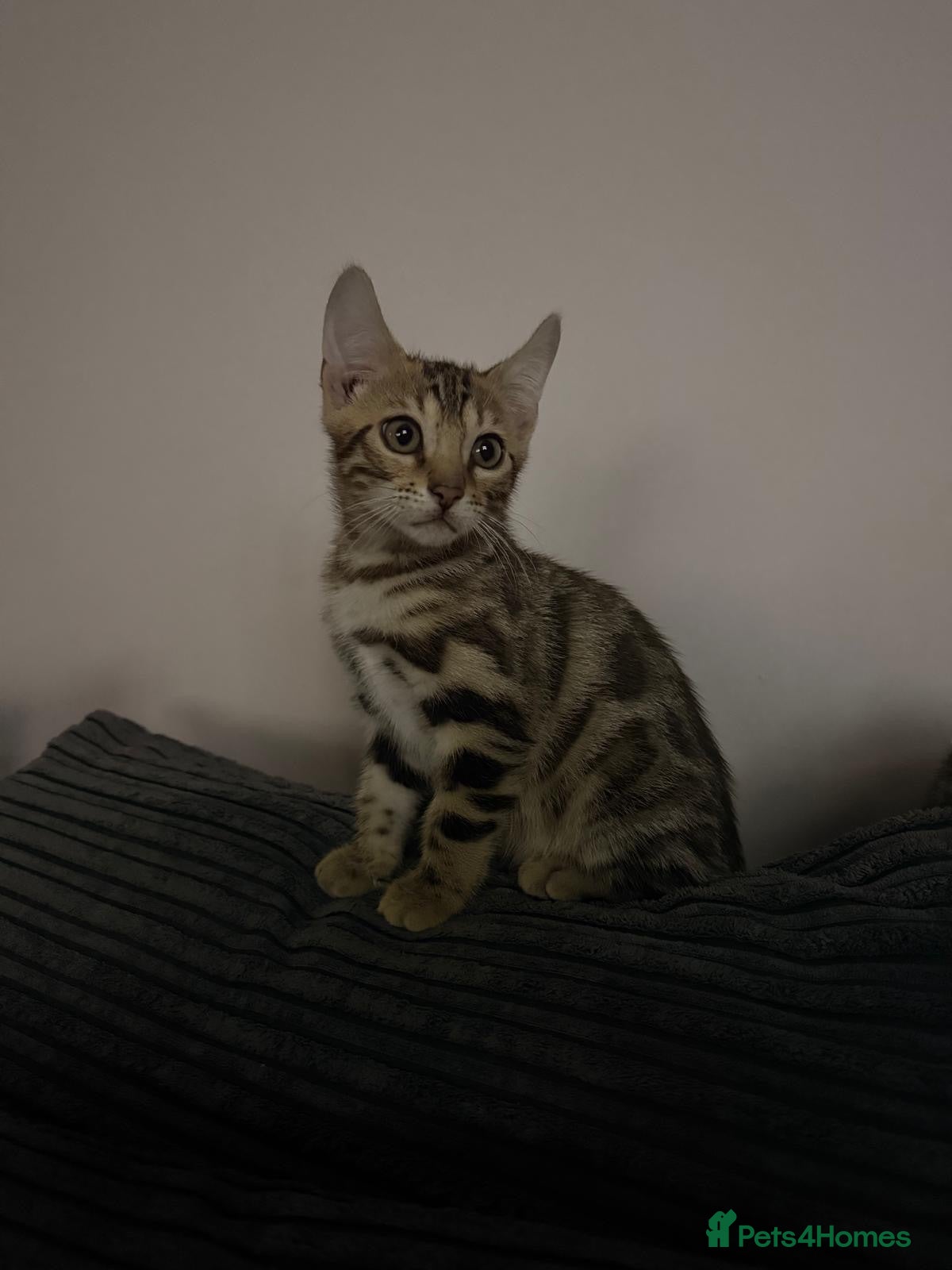 Bengal cats Bengal kittens for sale - Advert 2