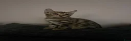Bengal cats for sale: Two Bengal kittens READY  - Advert 5