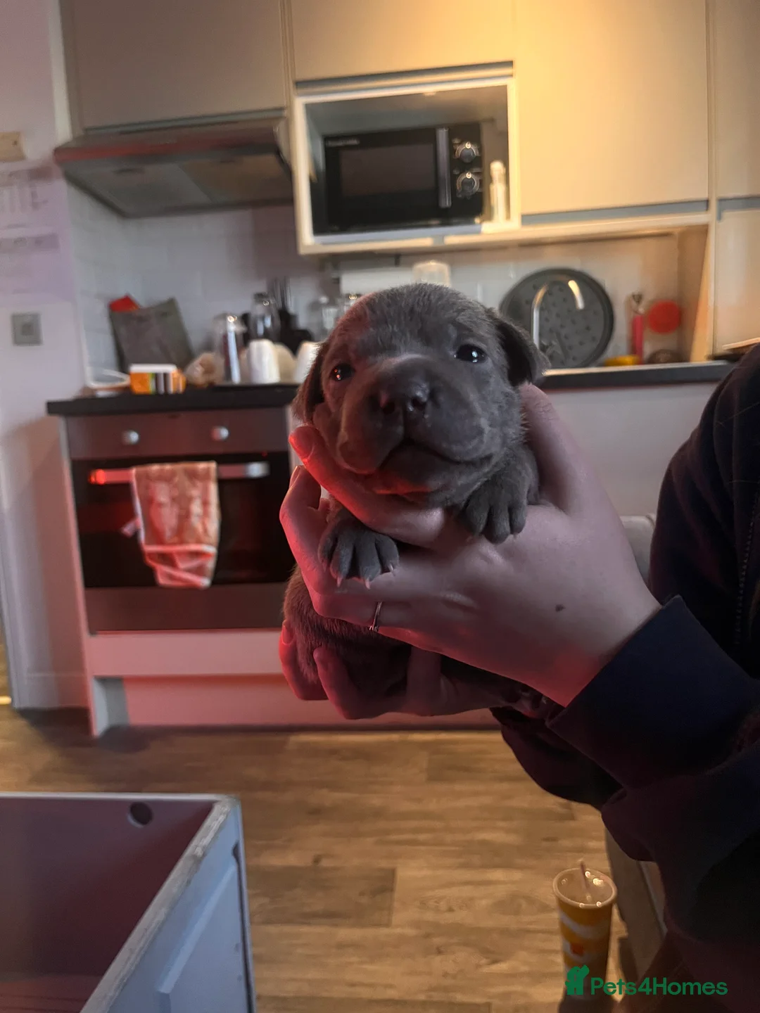 Staffordshire Bull Terrier dogs for sale: KC Registered Staffordshire Bull Terrier  - Advert 2