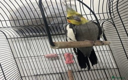 Cockatiels birds for sale: 11-Month-Old Untamed Bird for Sale  - Image 3