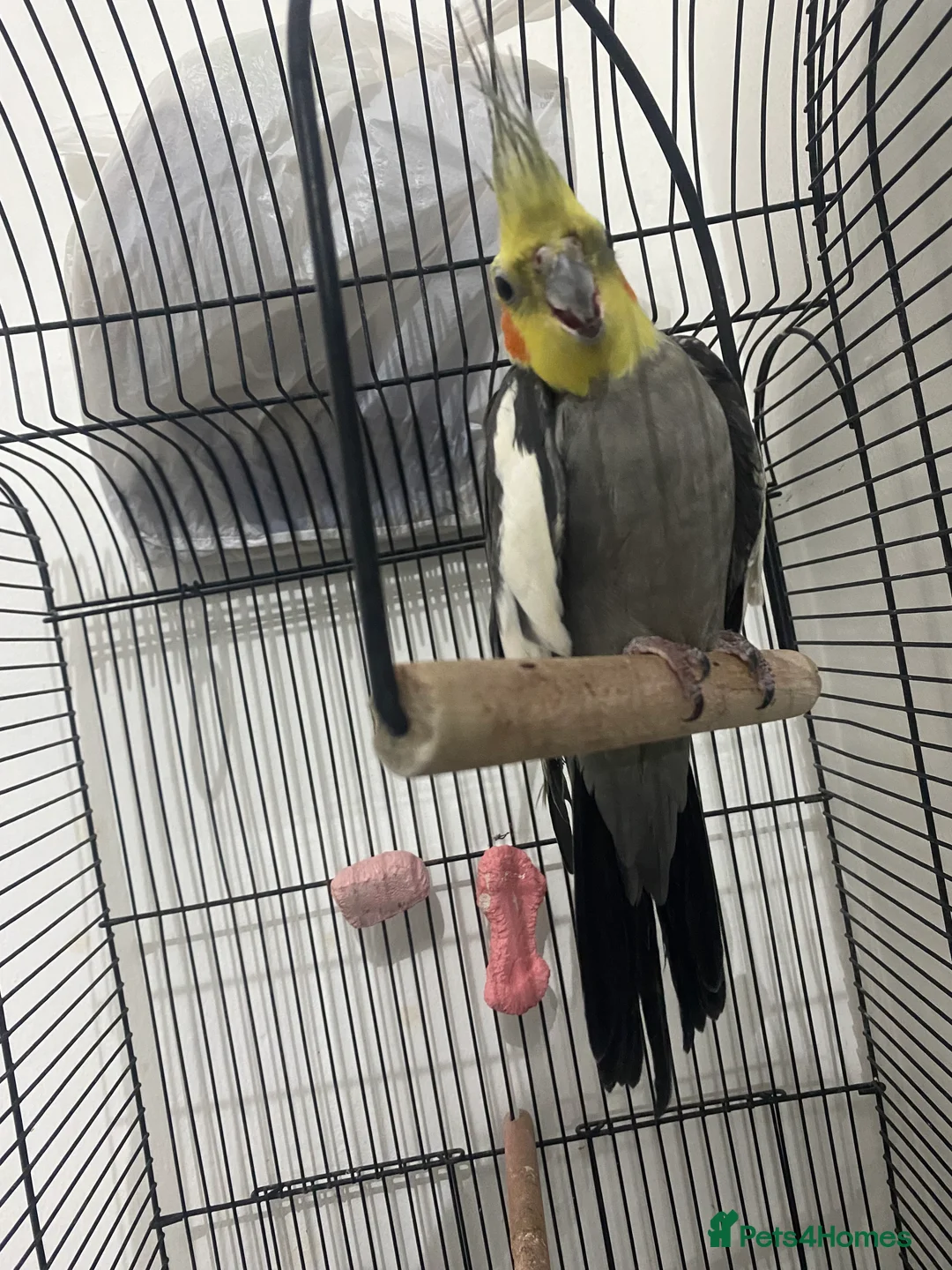 Cockatiels birds for sale: 11-Month-Old Untamed Bird for Sale  - Advert 3