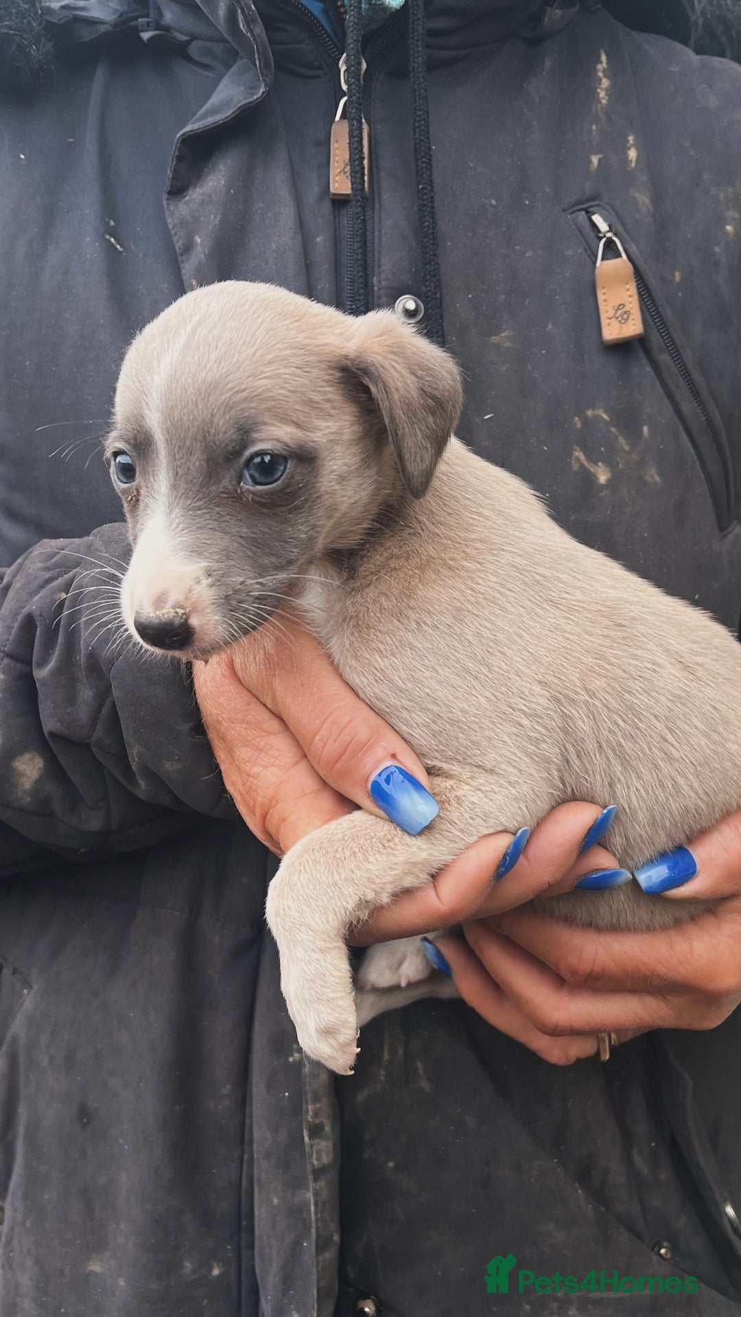 Whippet dogs for sale: Beautiful whippets looking for there forever homes - Advert 4
