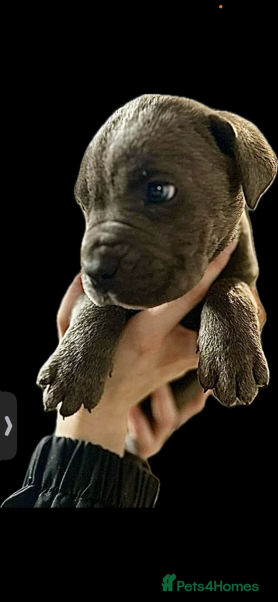 Cane Corso dogs for sale: Cane corso pups - Advert 7