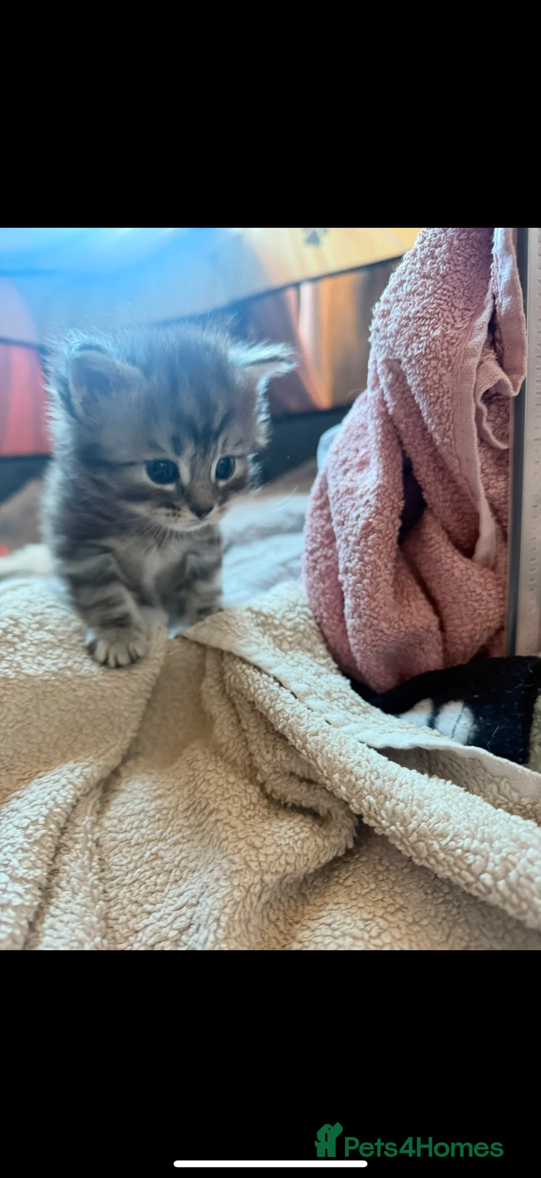 Mixed Breed cats for sale: Exceptional Maine coon cross kittens for sale  - Advert 2