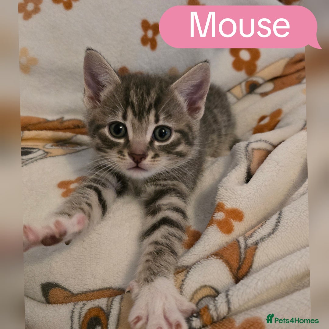 Mixed Breed cats for sale: 🐾 Beautiful Kittens Available 🐾 - Advert 6