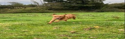 Labrador Retriever dogs for stud: Health clear,hip scored,KC Red Labrador for stud in Darlington - Advert 13