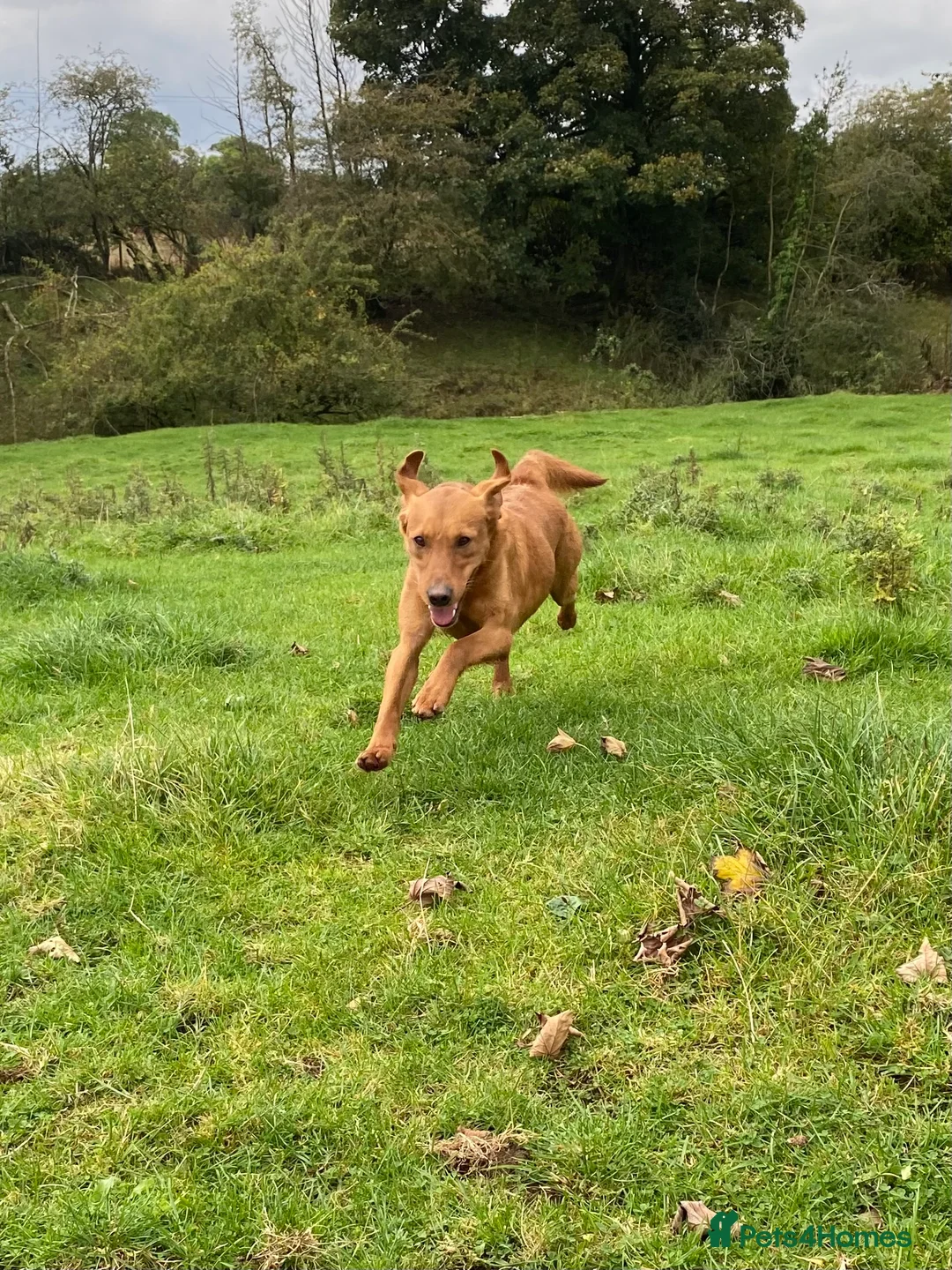 Labrador Retriever dogs for stud: Health clear,hip scored,KC Red Labrador for stud in Darlington - Advert 13