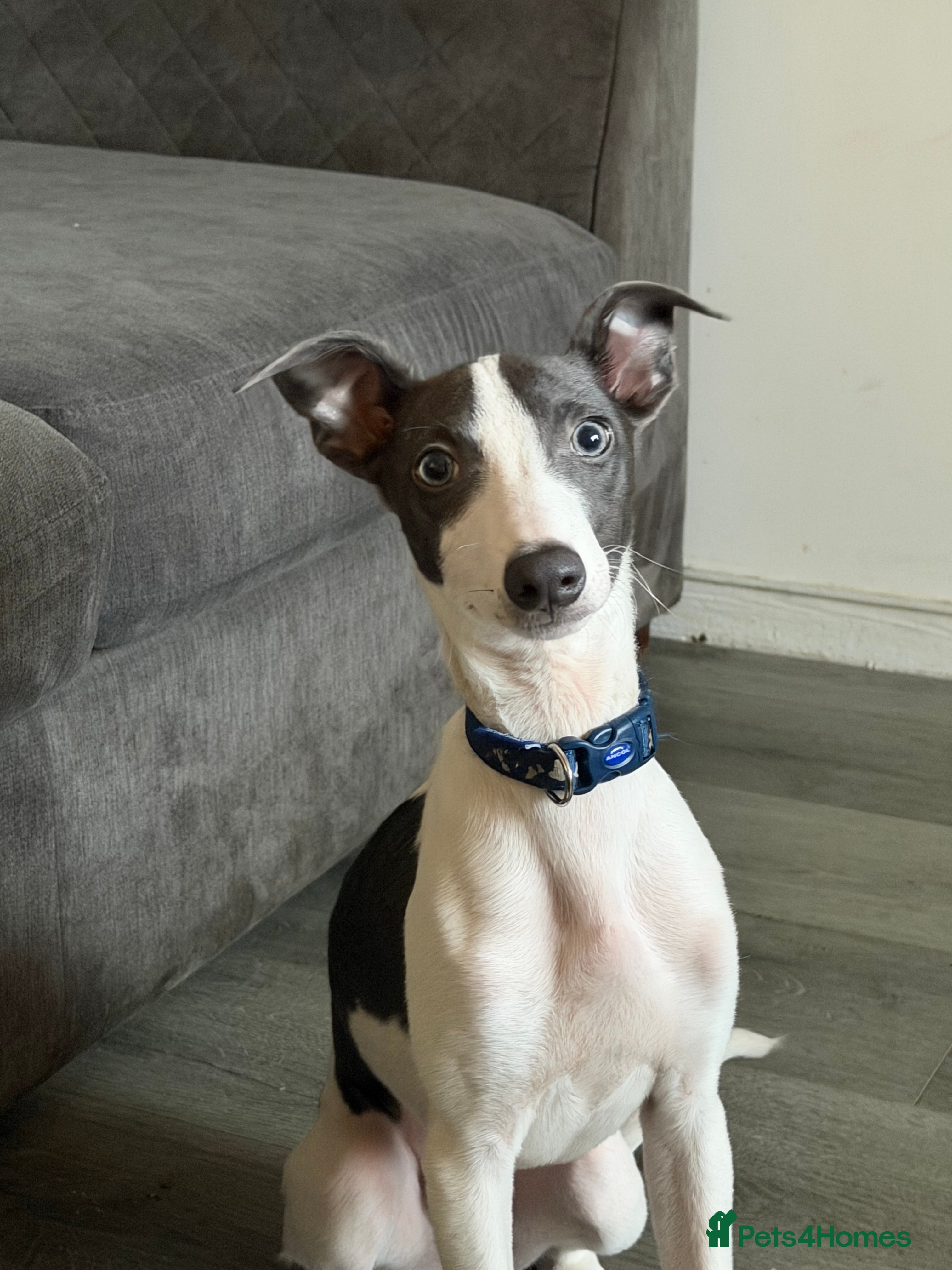 Whippet dogs Miniature Blue Italian Whippet – 20 Weeks Old £500 - Advert 1