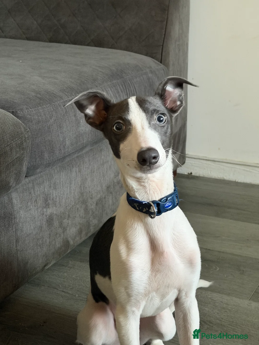 Whippet dogs for sale: Miniature Blue Italian Whippet – 20 Weeks Old £500 - Advert 1