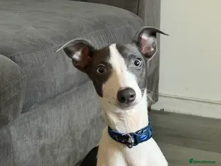 Whippet dogs Miniature Blue Italian Whippet – 20 Weeks Old £500 - Advert 1