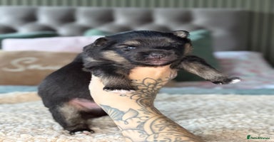 Pomsky dogs F3 Pomsky Puppies - ready 06/01/26 - Advert 11