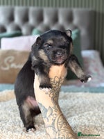 Pomsky dogs F3 Pomsky Puppies - ready 06/01/26 - Advert 2