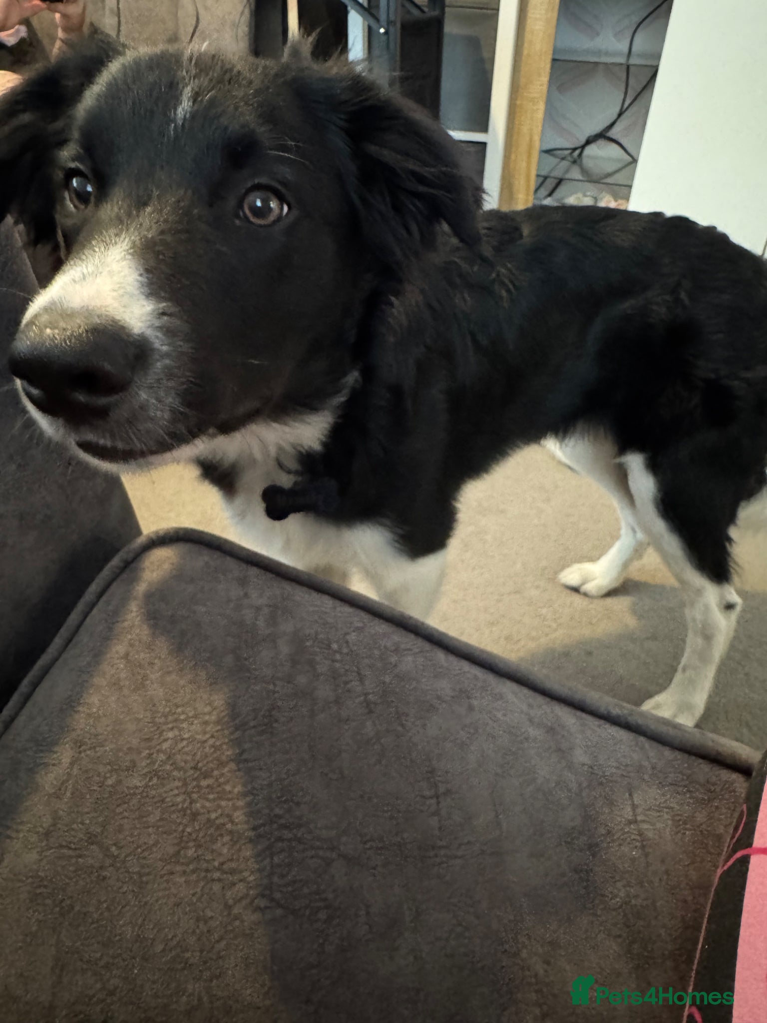 Border Collie dogs for sale: Border Collie pup in Bracknell - Advert 5