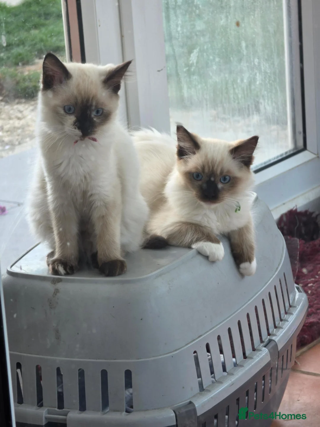 Ragdoll cats for sale: GCCF Reg. Ragdoll kittens. Ready now! - Advert 2