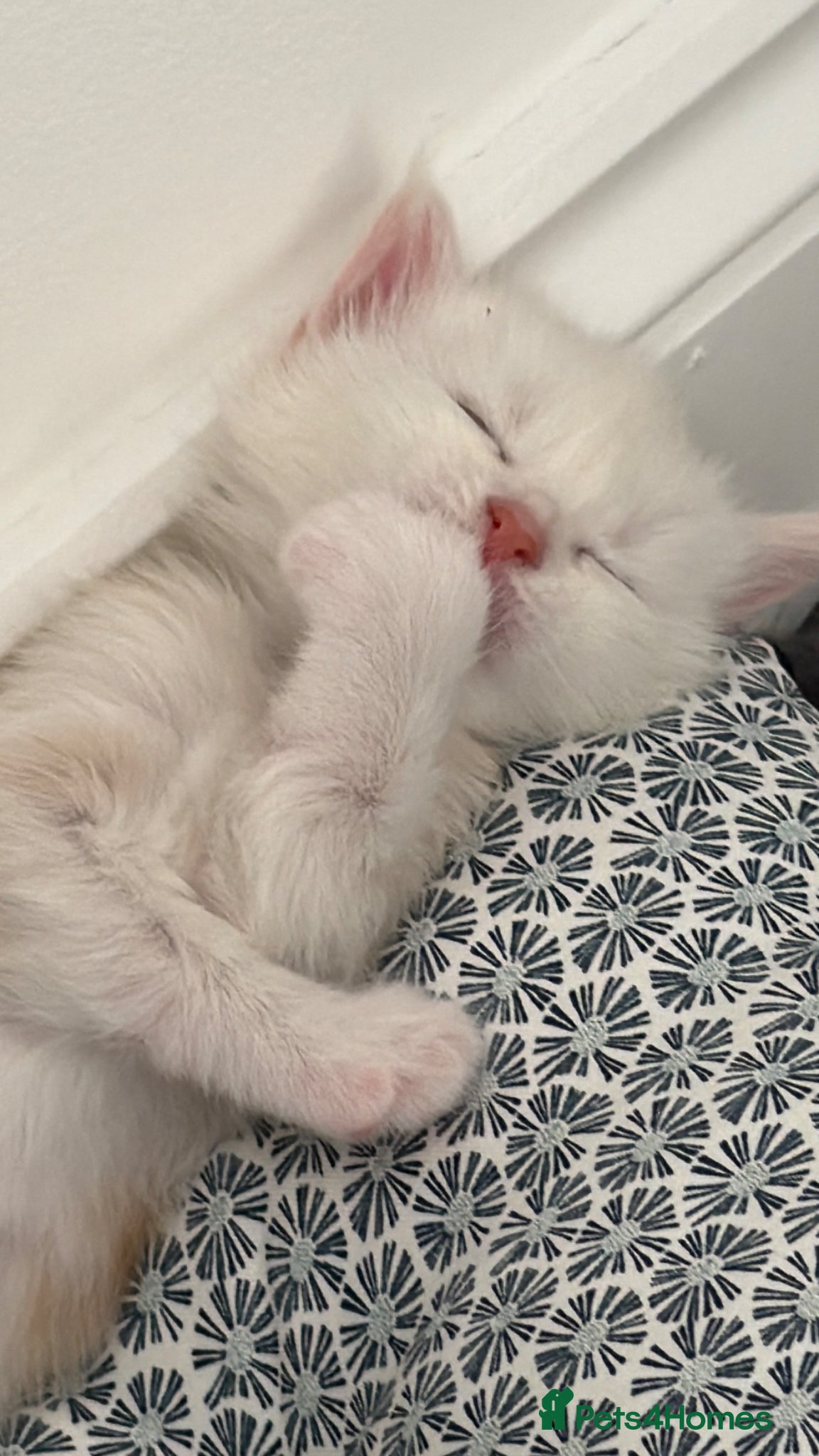 Maine Coon cats for sale: Maine Coon Kittens for sale (Surrey location) in Esher - Advert 3