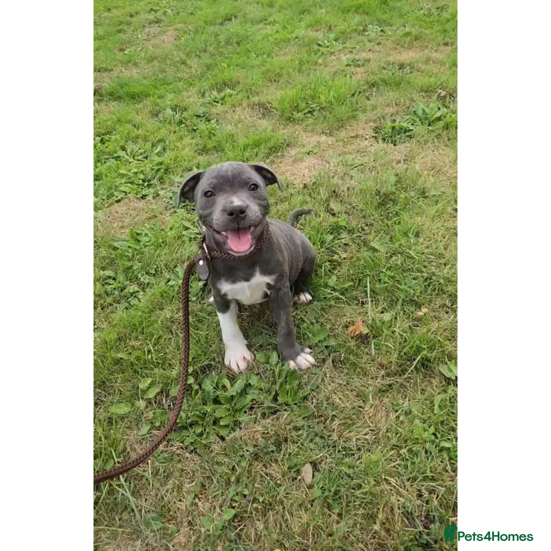 Staffordshire Bull Terrier dogs KC Reg, BVA Eye Tested, HC L2 Clear, Valglo Sired. - Advert 1