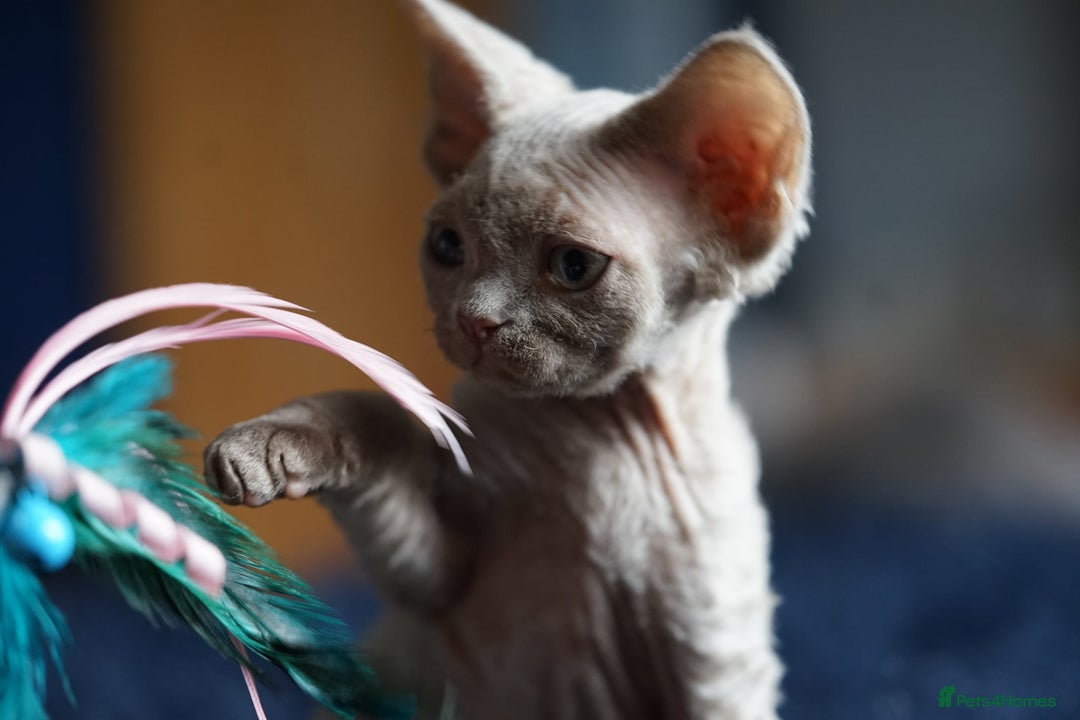 Devon Rex cats for sale: Ravel 💜male Devon Rex ( Reserved) - Advert 34