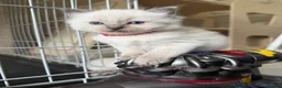 Ragdoll cats for sale: 5 Ragdoll kittens - Advert 20