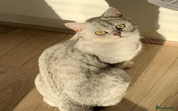 British Shorthair cats for sale: GCCF silver and golden shaded - Image 15