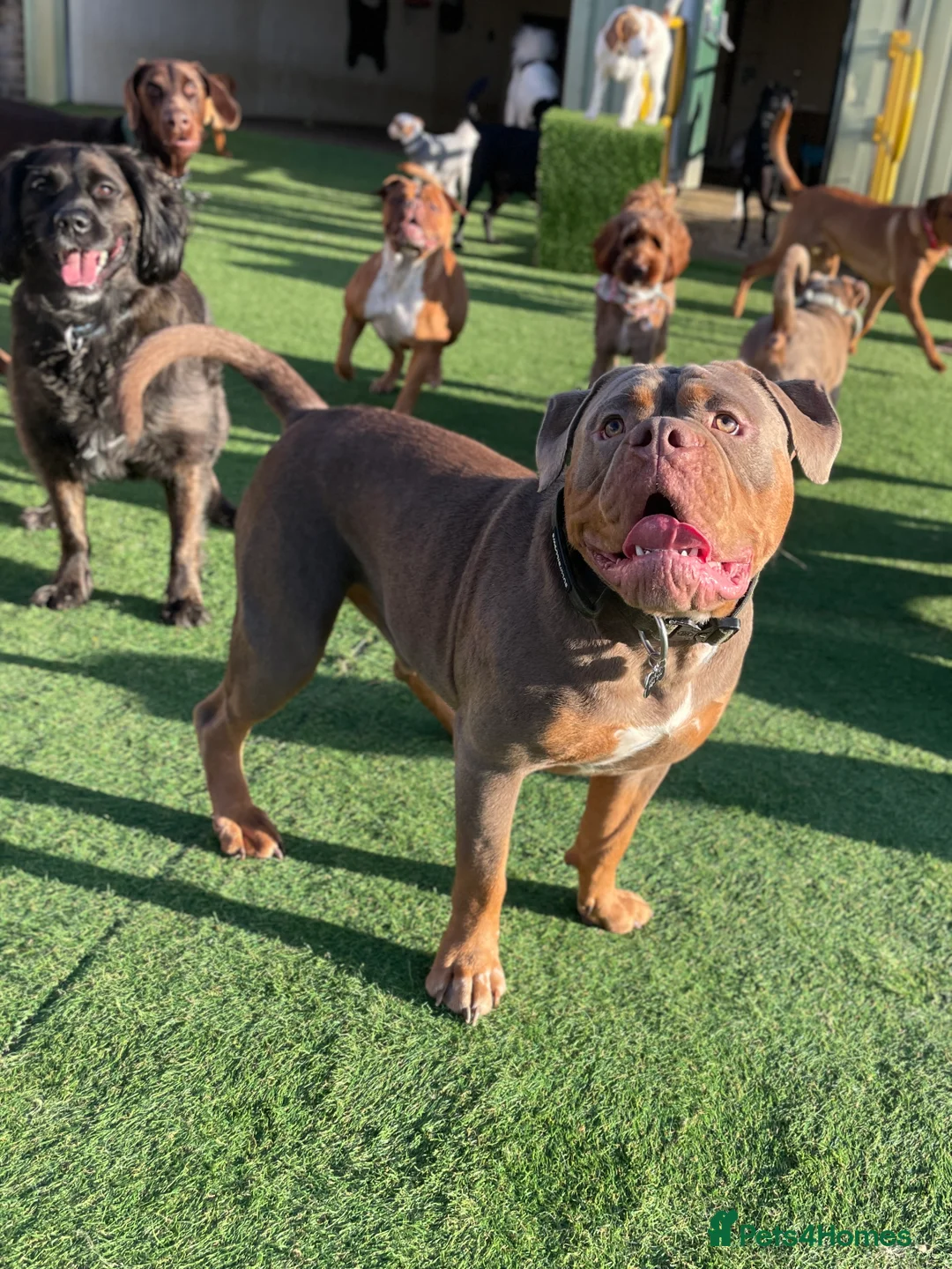 Olde English Bulldogge dogs for stud: Olde English Bulldogge for Stud - Winston in Thetford - Advert 7