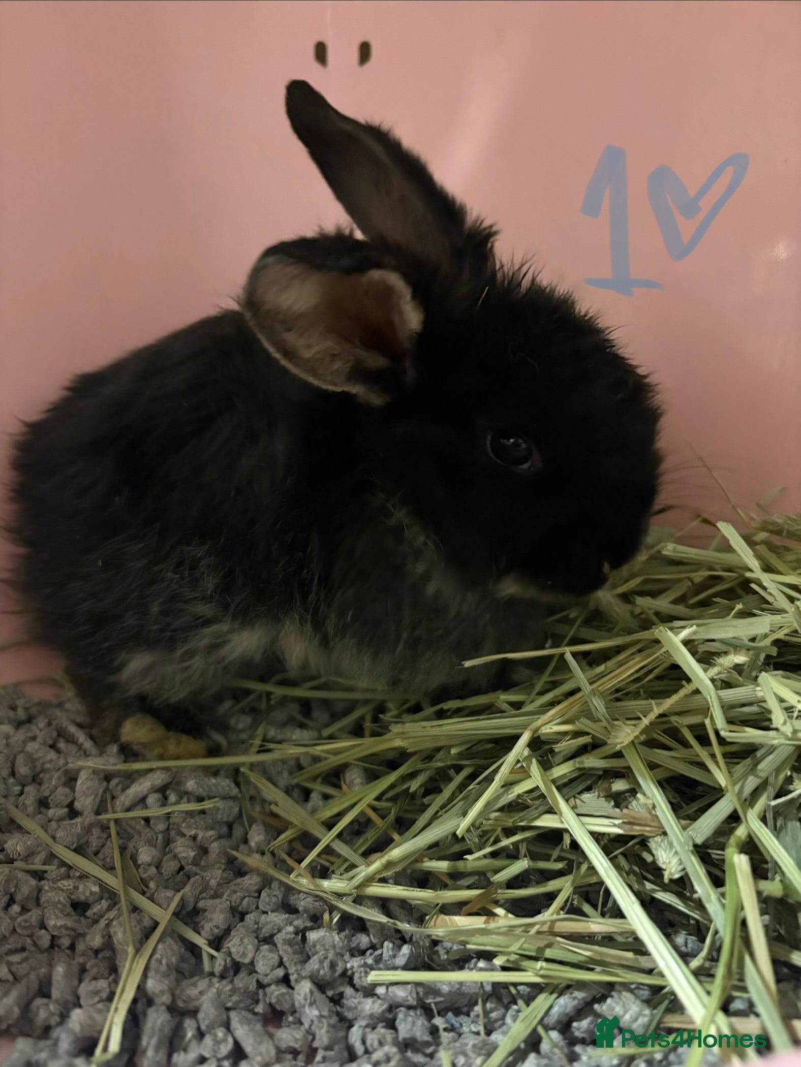Mixed Breed rabbits Bunnies for Sale - Advert 4