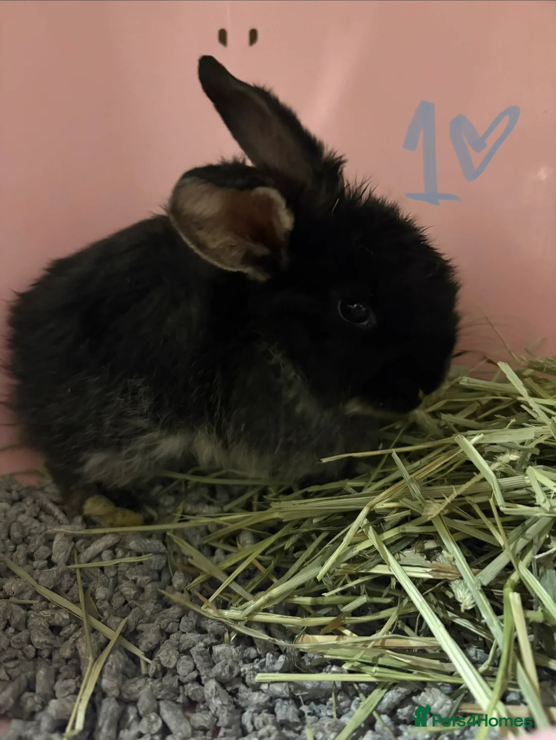 Mixed Breed rabbits for sale: Bunnies for Sale - Advert 2