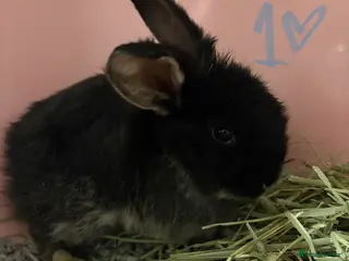 Mixed Breed rabbits Bunnies for Sale - Advert 4