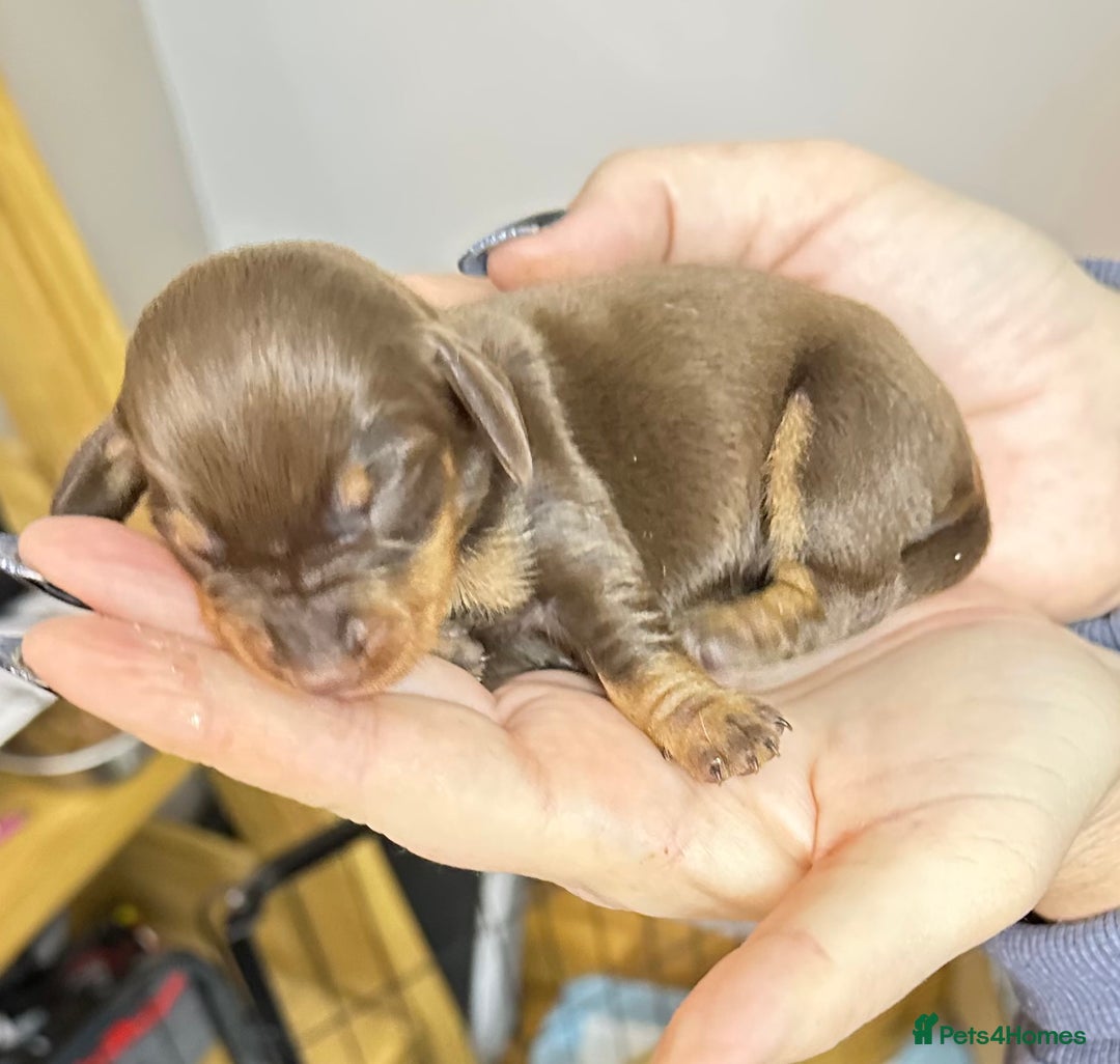 Dachshund dogs for sale: Genuine tiny Kaninchen Dachshund Puppies  - Advert 6